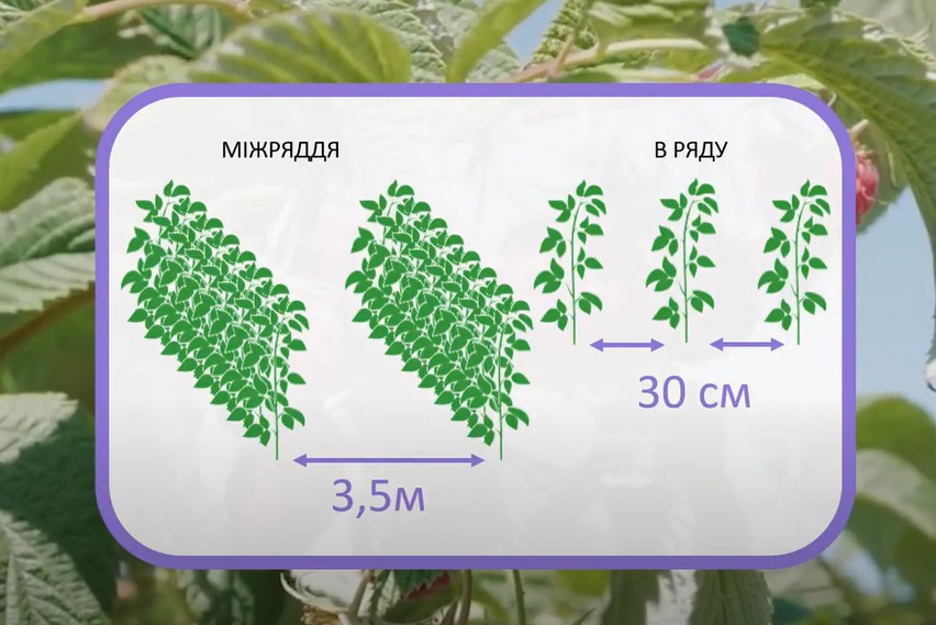 Схема посадки малины рядами на шпалере